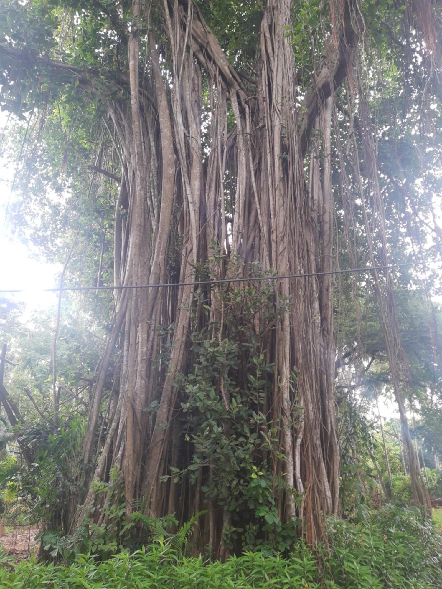 Banyan House - Luxurious 4 Bedroom Villa On One Acre, Near The Beach Nagaon (Maharashtra) Exterior foto